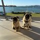 Tezza and the Pugs