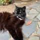 GizmoLucy