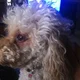 The Dog Father