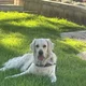 Iain