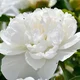 PEONY LOVER