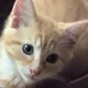 Pegi