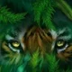 Tigerdee