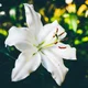 The White Lily