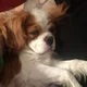 Pups rescues