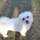 dogsforus