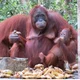 redape