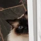 Fluffy S.
