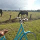 Lilbluerider