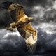Eagle One