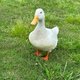 Maddison Spurrell