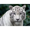 DMce profile picture