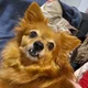 Daphne123