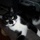 mallowpuss