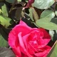 Eileen S.