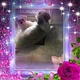 judy