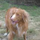 Toller