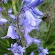 bluebell.9956