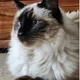 Ragdoll Charlie