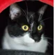 harrisoncat