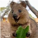 Happy Quokka
