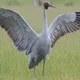 BROLGA46