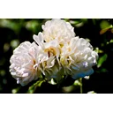 Kym Kurz profile picture