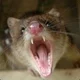 Quoll