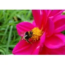 Dennis P profile picture