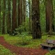Woods