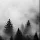 ayaankash1211