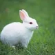 Whiterabbit