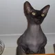 bagheera_sphynx