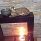 Beamer cat