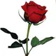 Rosalee S.