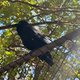N Raven
