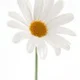 white_daisy