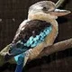 bluekooka12