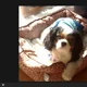 Cavvy