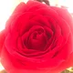 Rose1156