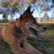 Dingo F.