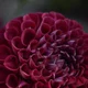 pinktulipz
