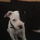 Liesl