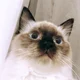 Vic