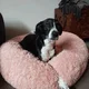 Bernadette