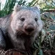 Wombat3