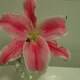 CHRISTINA83