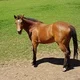 jacky