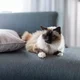 Cat L.