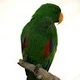 Scotty D.